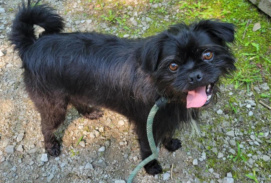 Red, Adopted, Adult Male Shih Tzu & Pug.