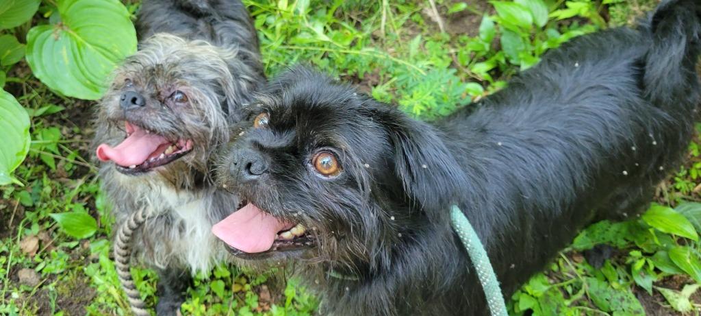 Enlarge Red, a Adopted mixed breed in Crossville, TN image 2/6