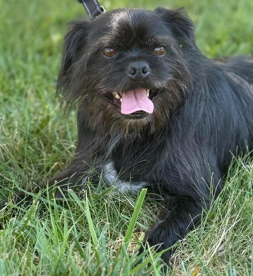 Enlarge Red, a Adopted mixed breed in Crossville, TN image 3/6