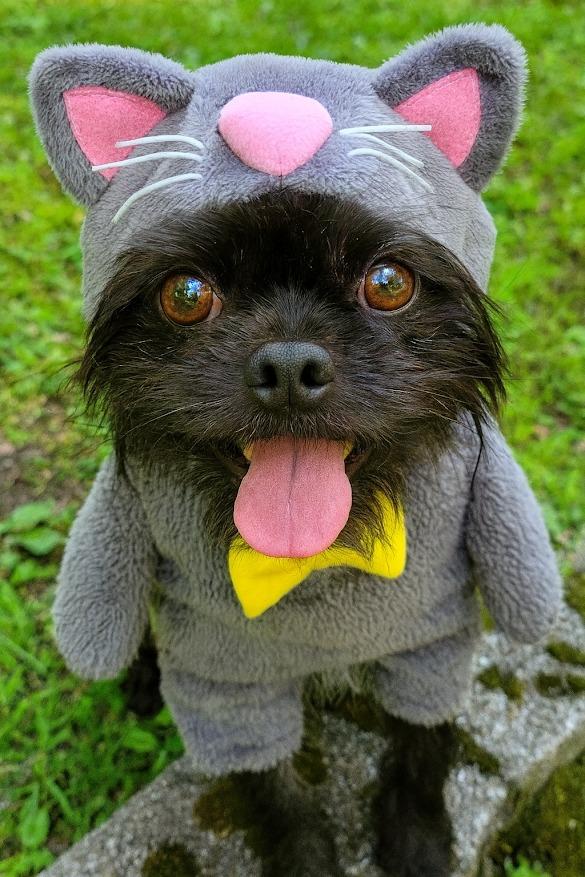 Enlarge Red, a Adopted mixed breed in Crossville, TN image 4/6