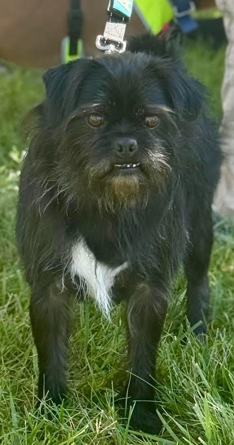 Enlarge Red, a Adopted mixed breed in Crossville, TN image 5/6