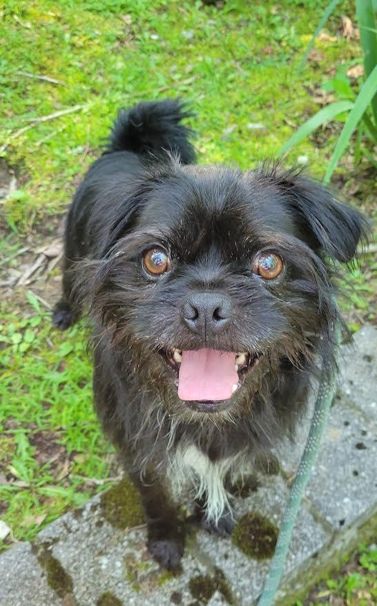 Enlarge Red, a Adopted mixed breed in Crossville, TN image 6/6