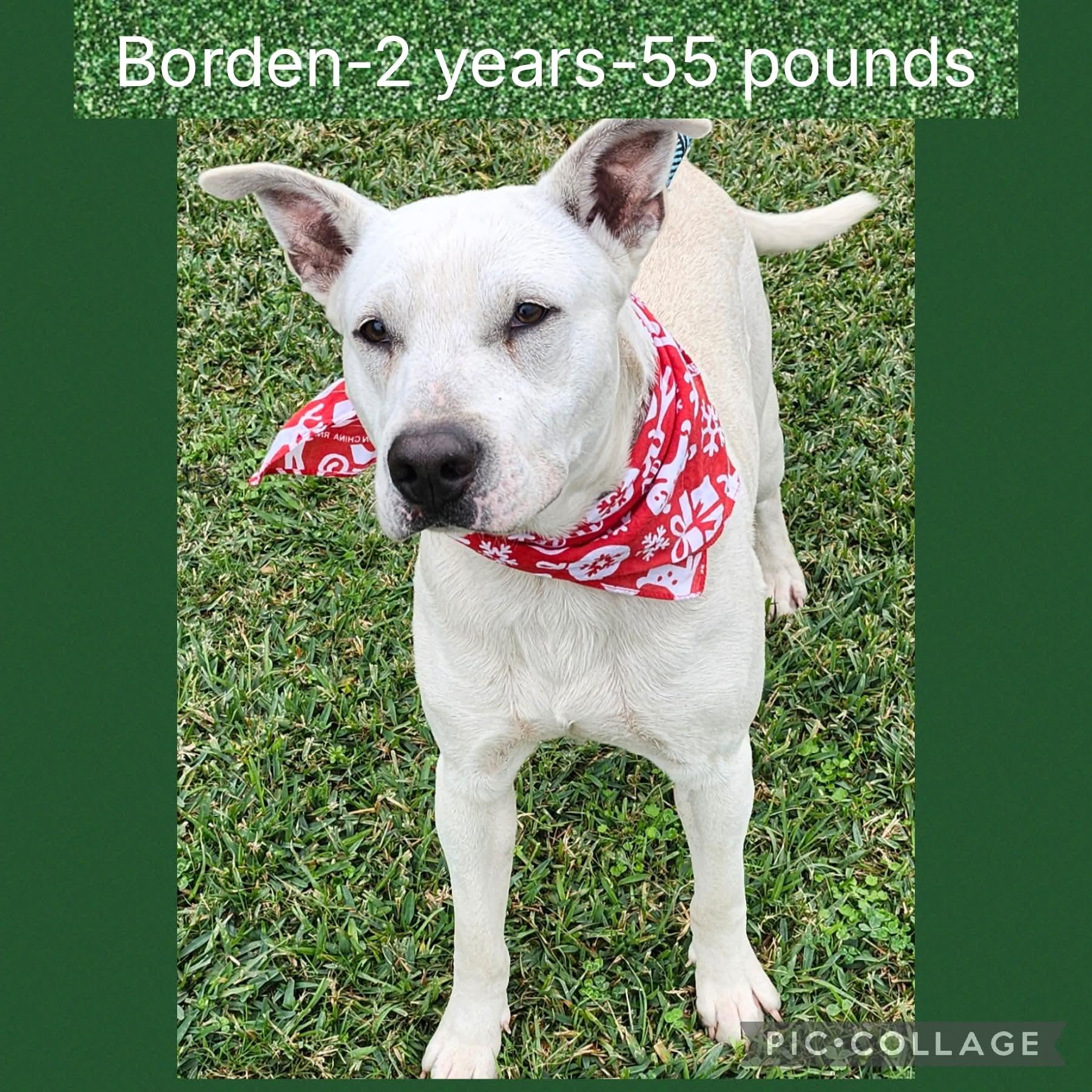 Borden, ADOPTABLE, Adult Male Mixed Breed.