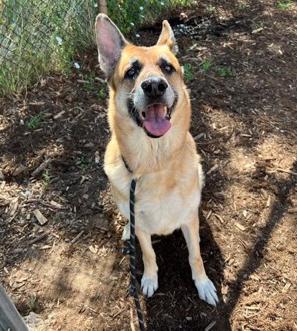 SHANALUNA, Adoptable, Senior Female German Shepherd Dog.