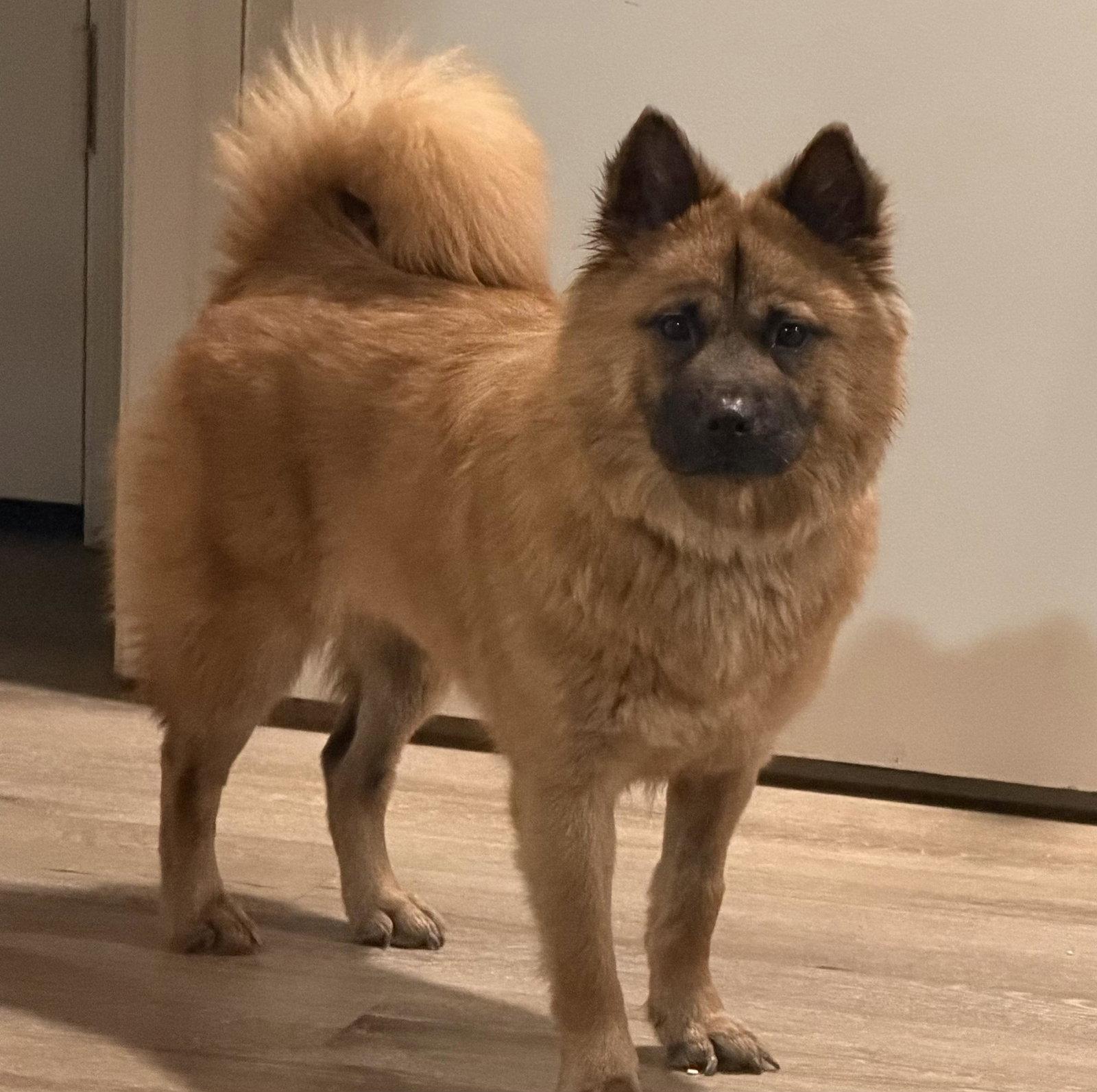 Enlarge RUBY, a Adoptable Chow Chow in San Antonio, TX image 1/3