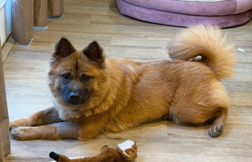 Enlarge RUBY, a Adoptable Chow Chow in San Antonio, TX image 2/3