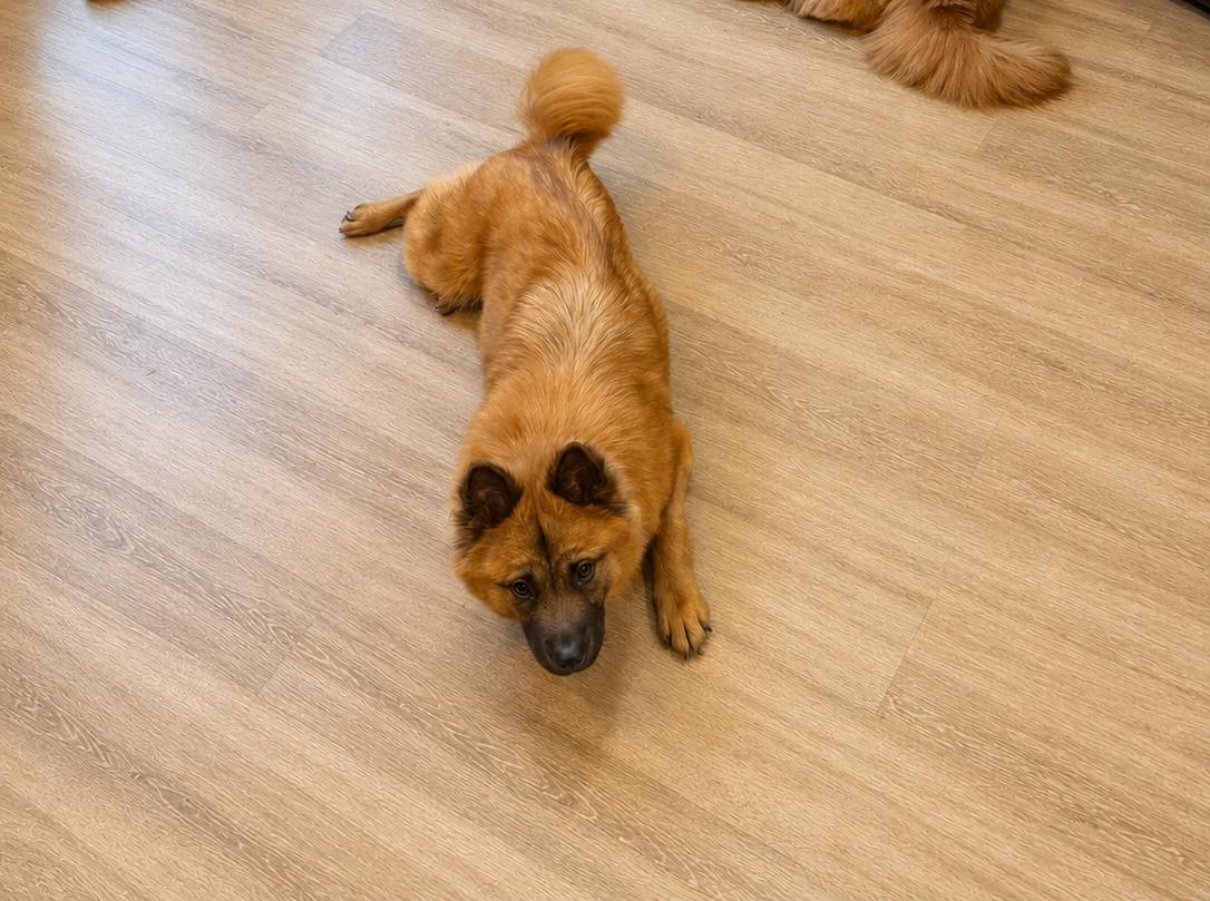 RUBY, Adoptable, Adult Female Chow Chow.