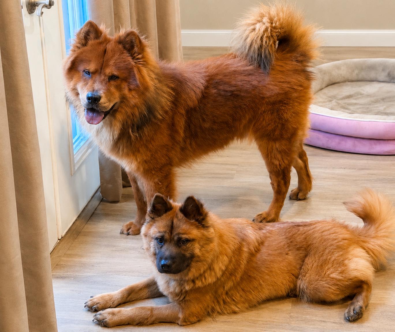 Enlarge RUBY, a Adoptable Chow Chow in San Antonio, TX image 2/3