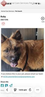 Enlarge RUBY, a Adoptable Chow Chow in San Antonio, TX image 3/3
