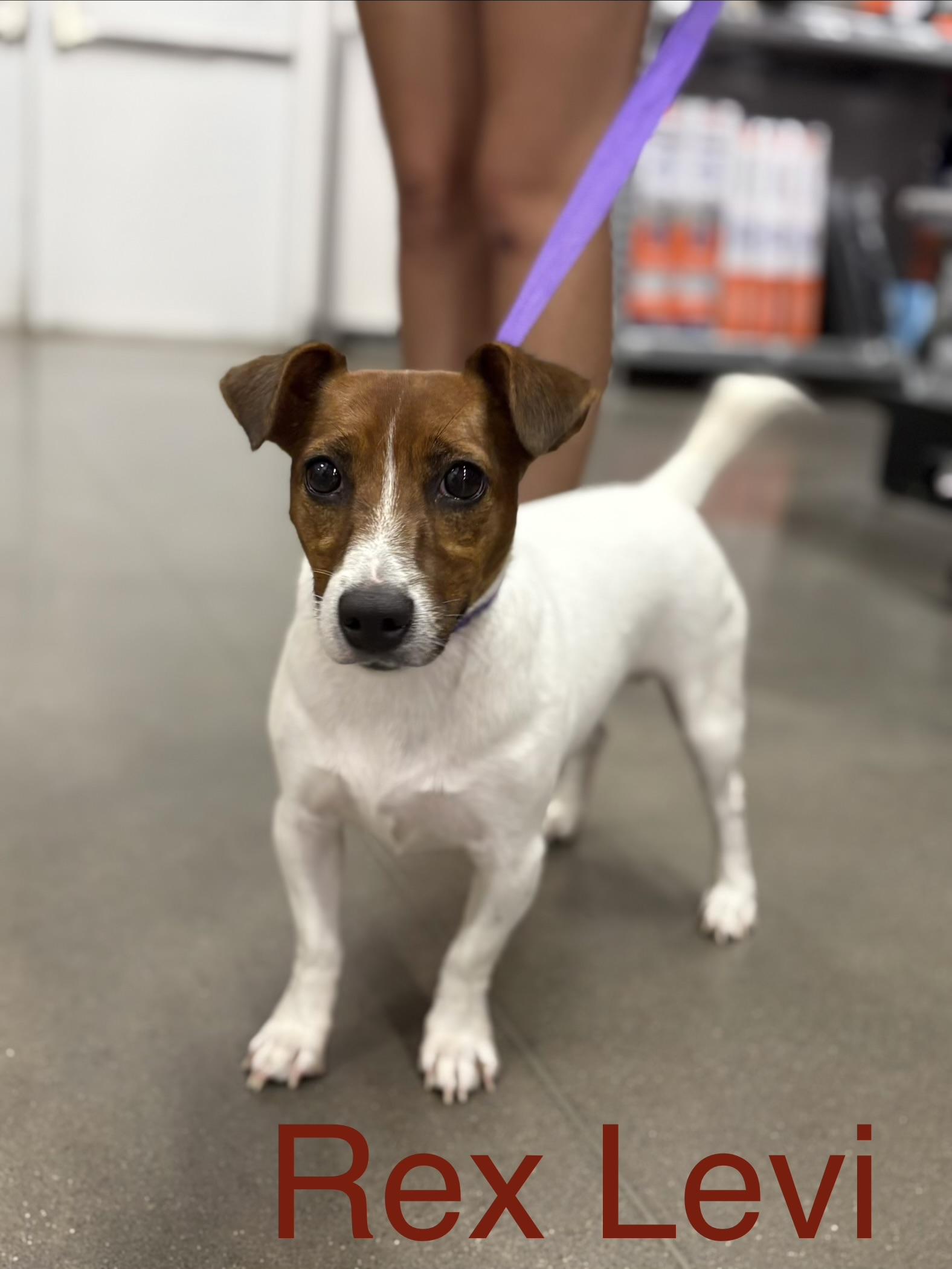 Rex Levi, an adoptable mixed breed in Zimmerman, MN image 1/4