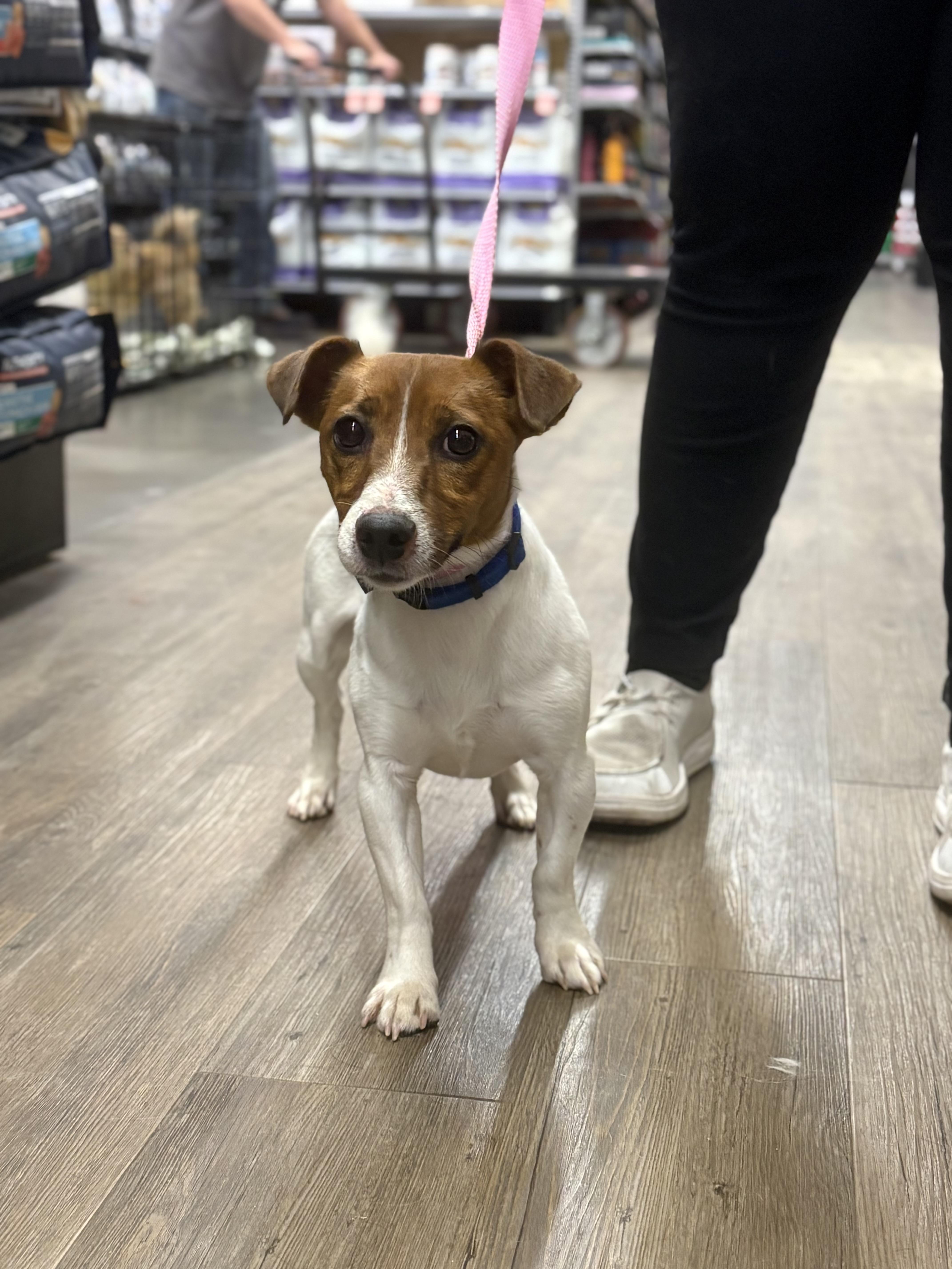 Rex Levi, an adoptable mixed breed in Zimmerman, MN image 2/4