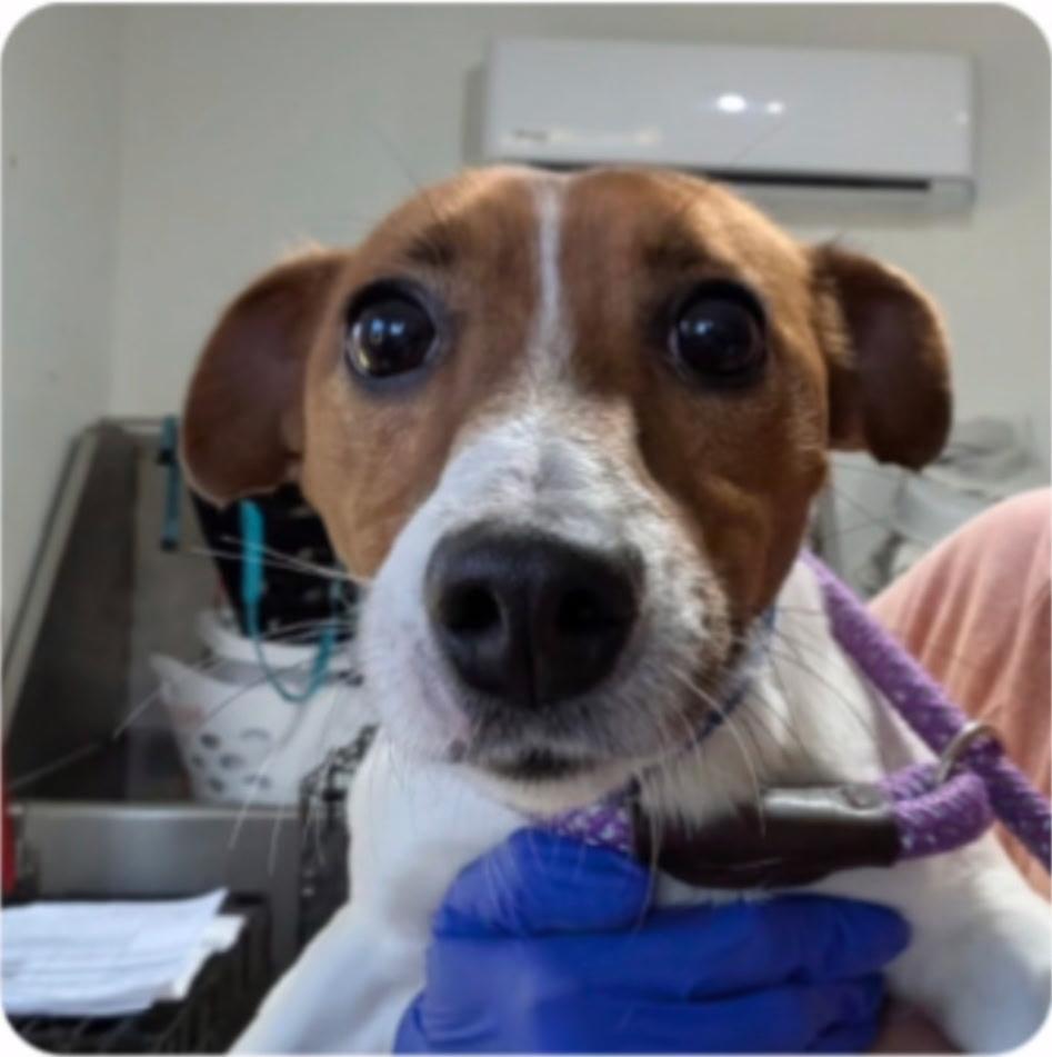 Rex Levi, an adoptable mixed breed in Zimmerman, MN image 3/4