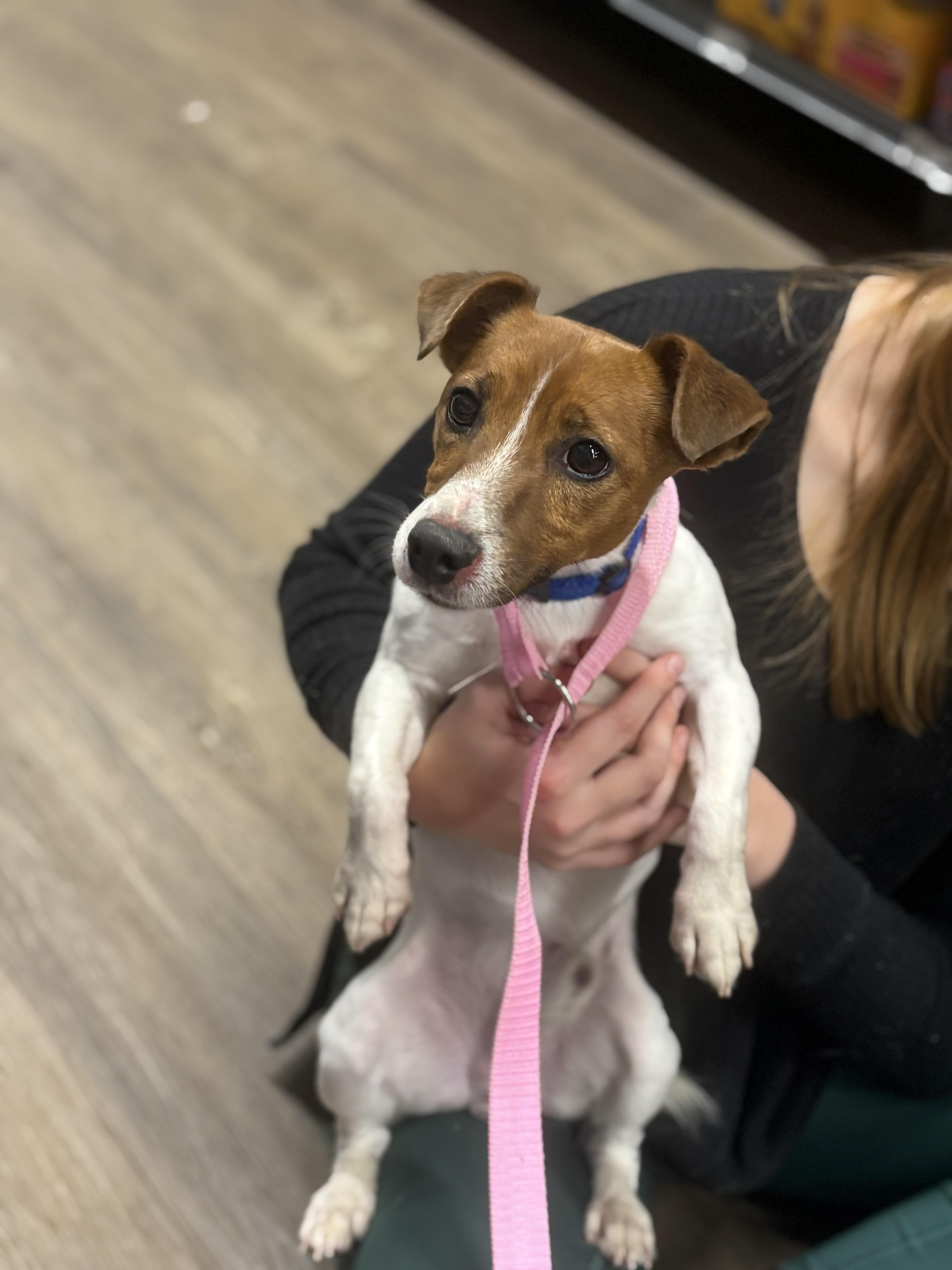Rex Levi, an adoptable mixed breed in Zimmerman, MN image 4/4