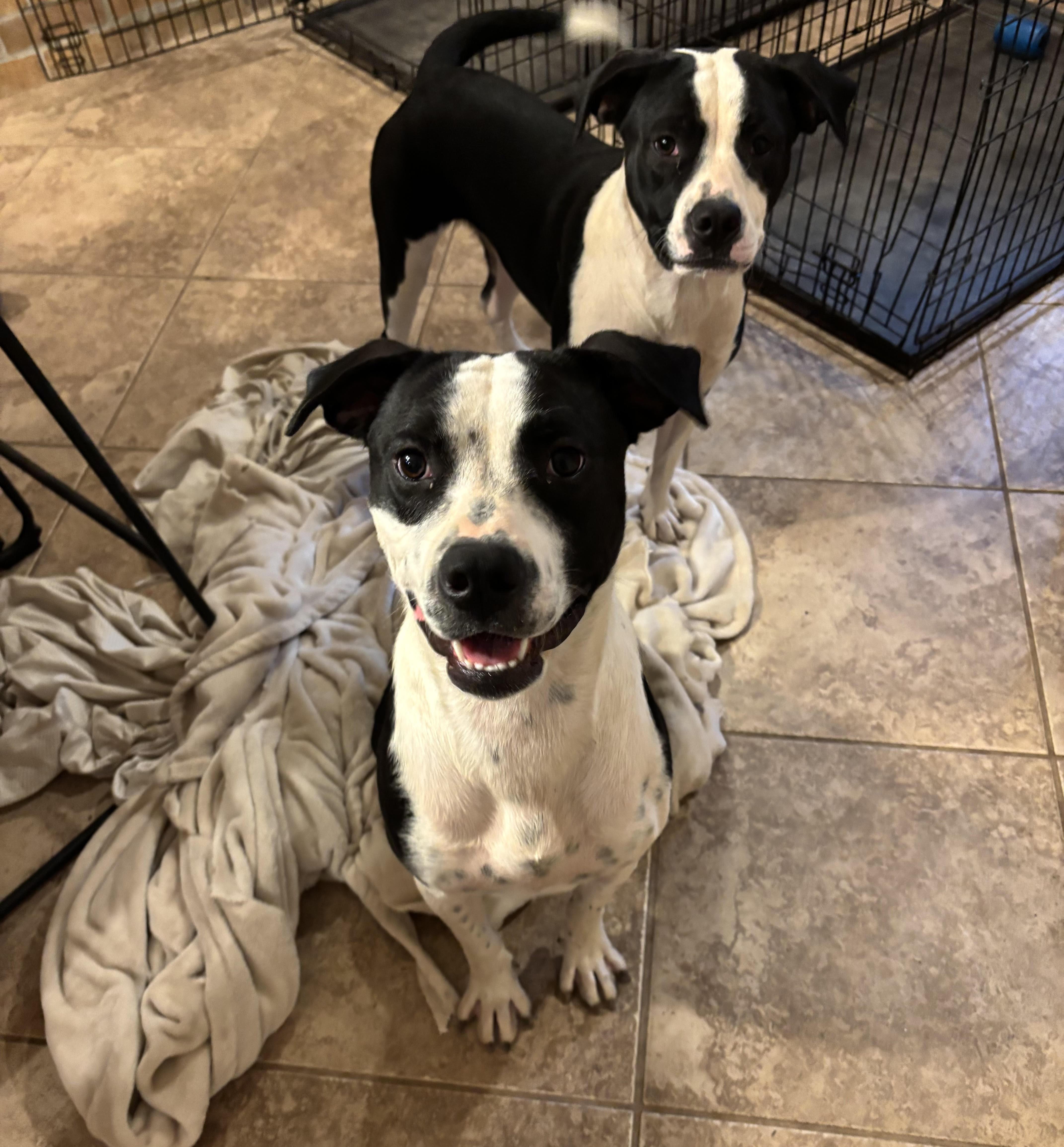 Enlarge GYPSY JADE DOT, a Adoptable mixed breed in Lakeway, TX image 1/2