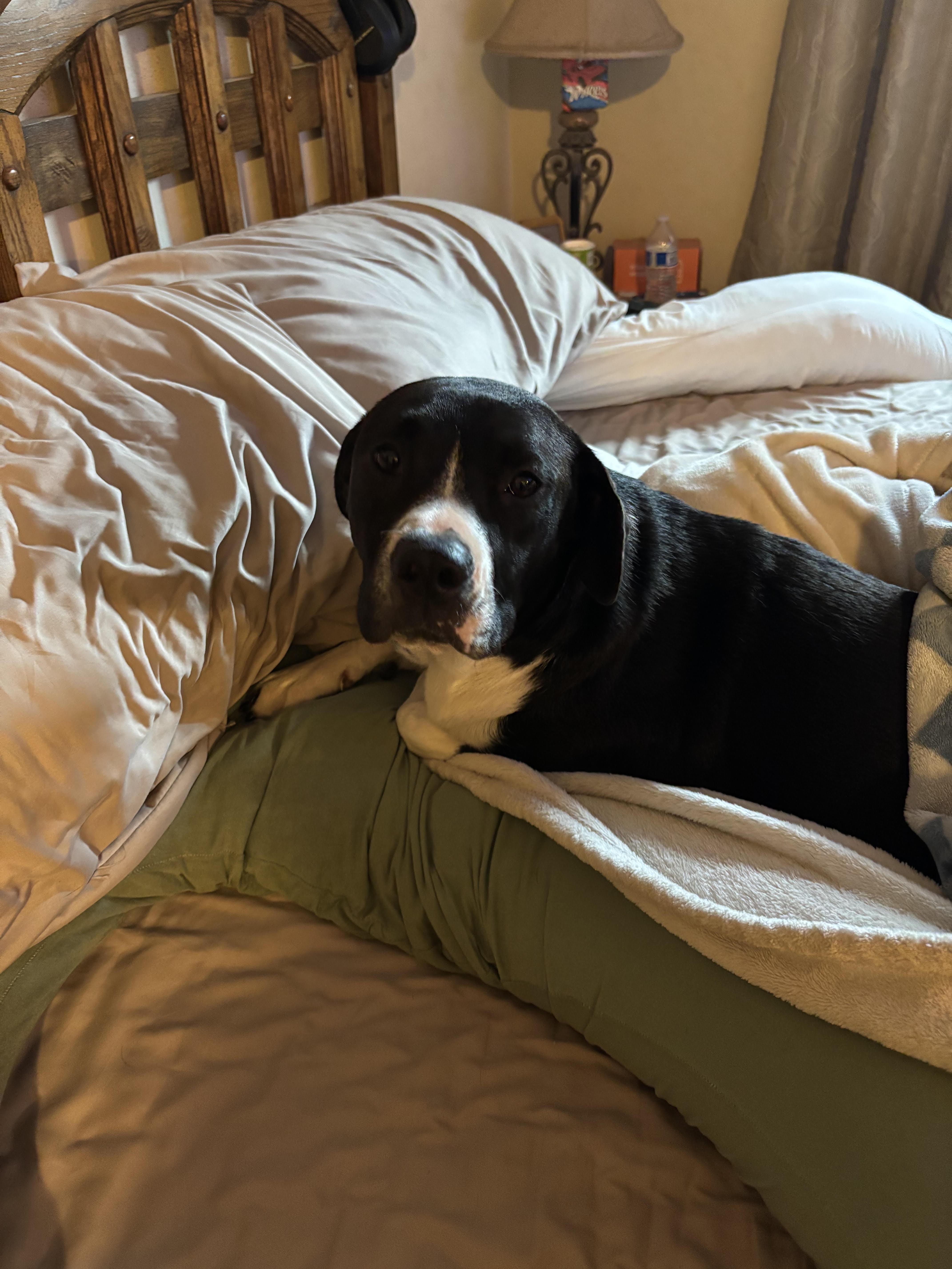 Enlarge GYPSY JADE DOT, a Adoptable mixed breed in Lakeway, TX image 2/2