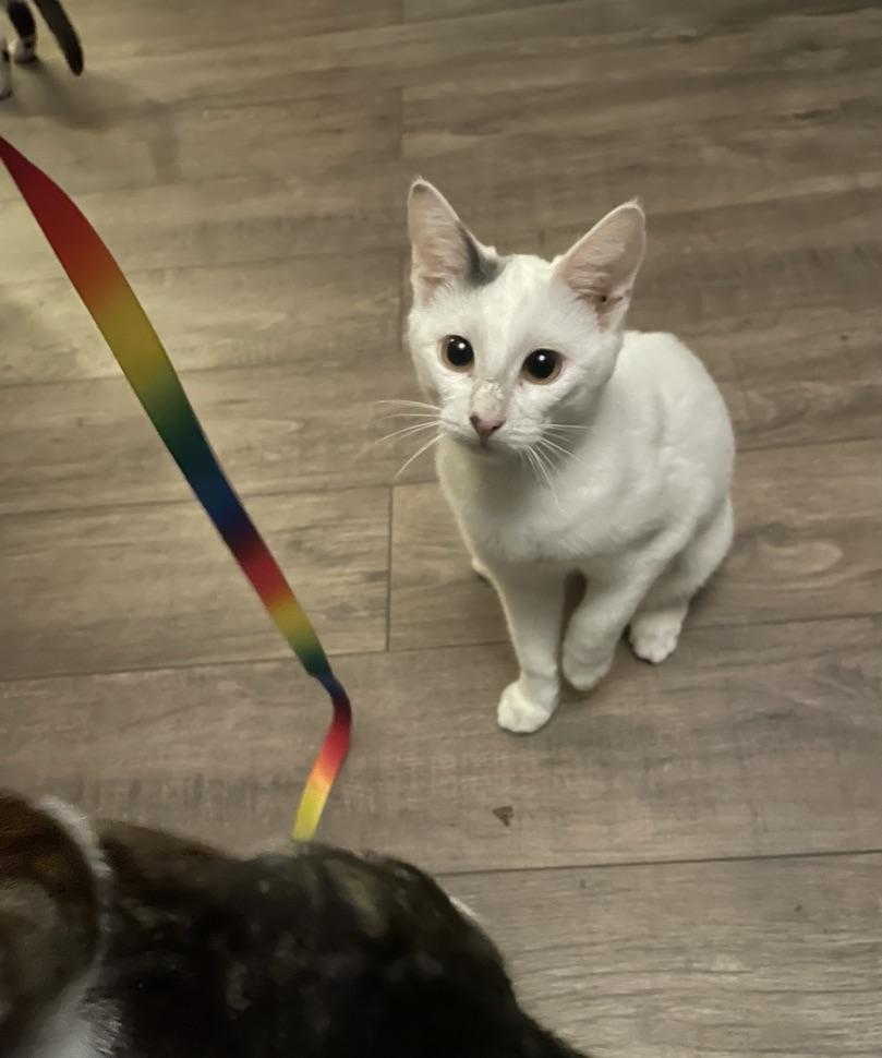 Ash, ADOPTABLE, Young Female Domestic Short Hair.
