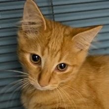 Omar, Adoptable, Young Male Domestic Medium Hair.
