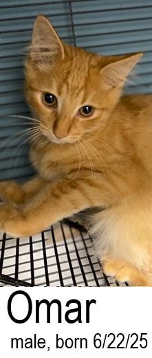 Omar, a Adoptable Domestic Medium Hair in Ocean Isle Beach, NC image 2/2