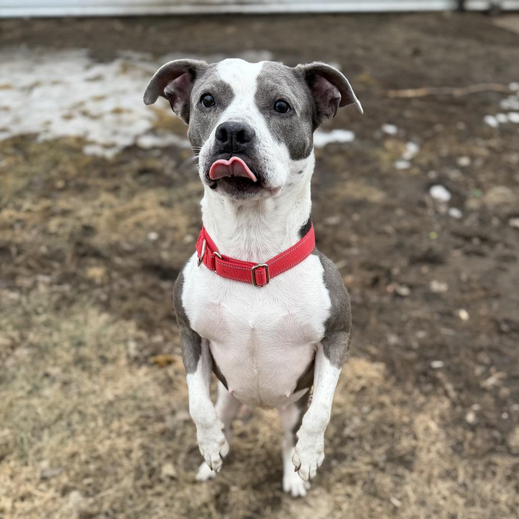 Tira, a Adoptable mixed breed in Wadena, MN image 1/6