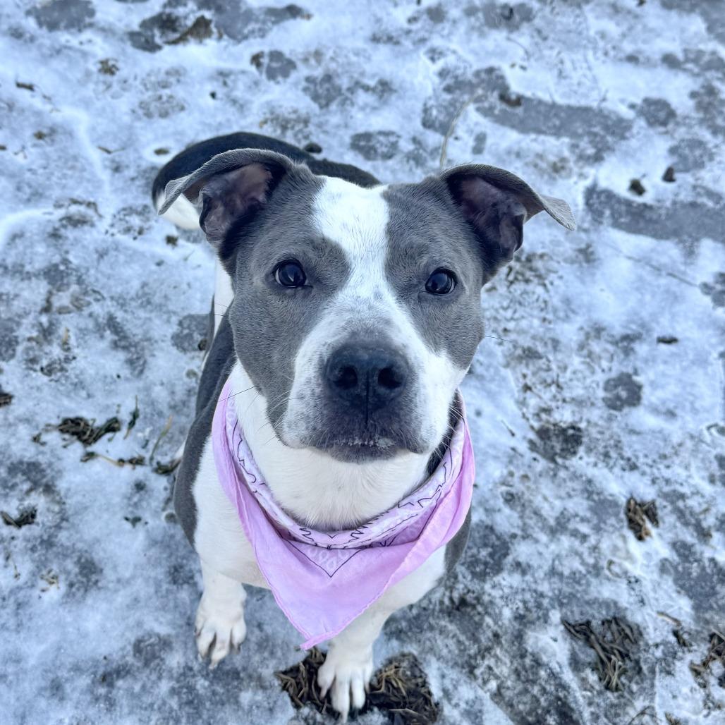 Tira, a Adoptable mixed breed in Wadena, MN image 2/6