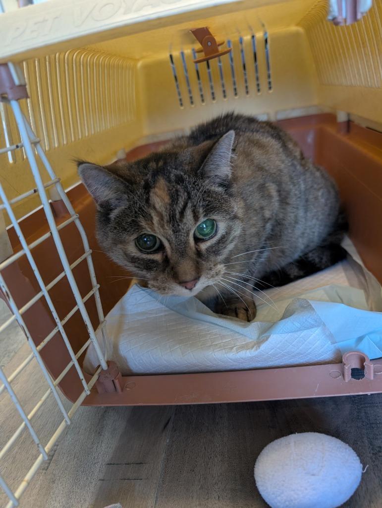 Yvette, Adoptable, Senior Female Domestic Short Hair.