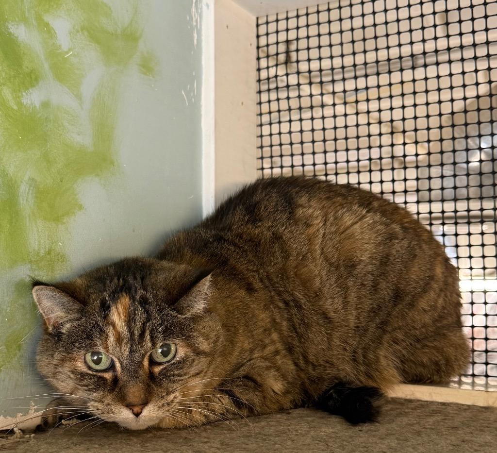 Enlarge Yvette, a Adoptable mixed breed in Winnipeg, MB image 2/2