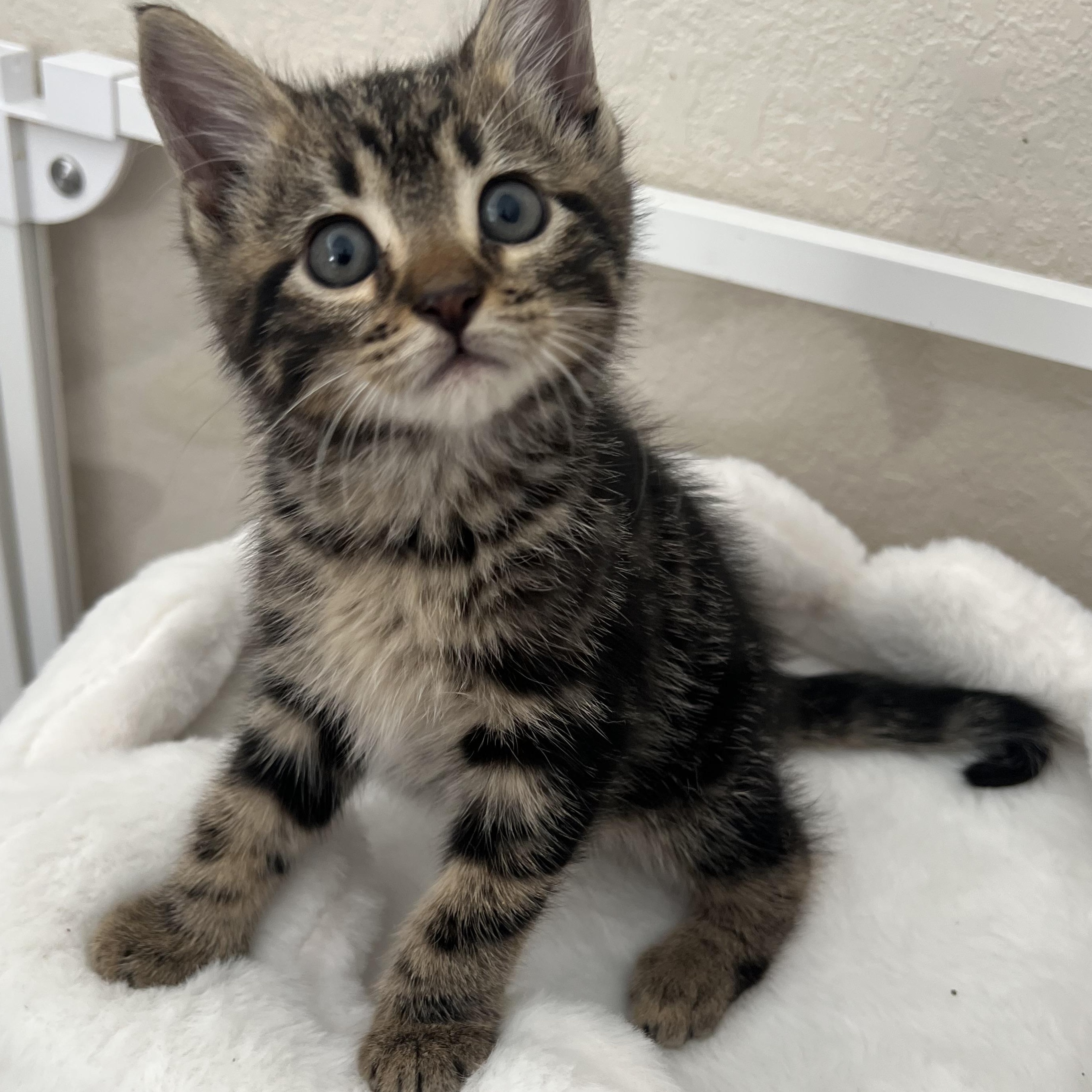 Havarti, a ADOPTABLE Domestic Short Hair in jacksonville, FL image 1/4