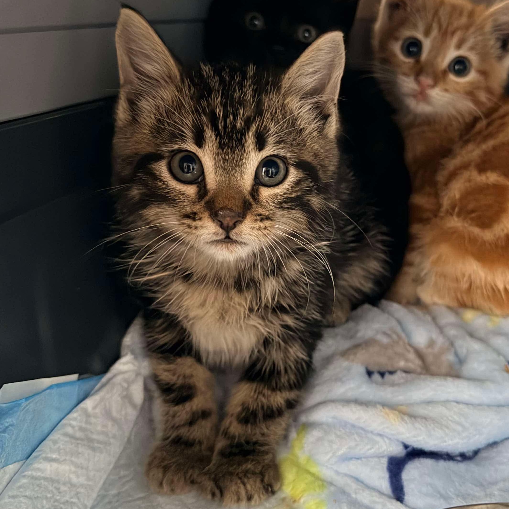 Havarti, a ADOPTABLE Domestic Short Hair in jacksonville, FL image 3/4