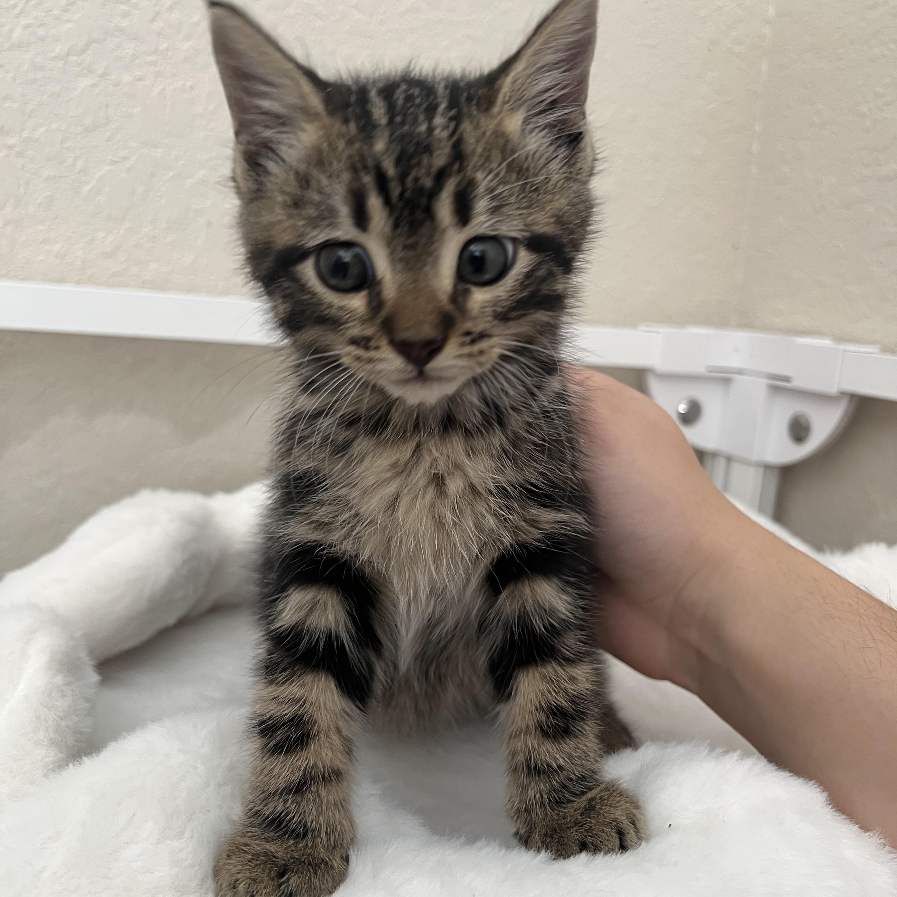 Havarti, a ADOPTABLE Domestic Short Hair in jacksonville, FL image 2/4