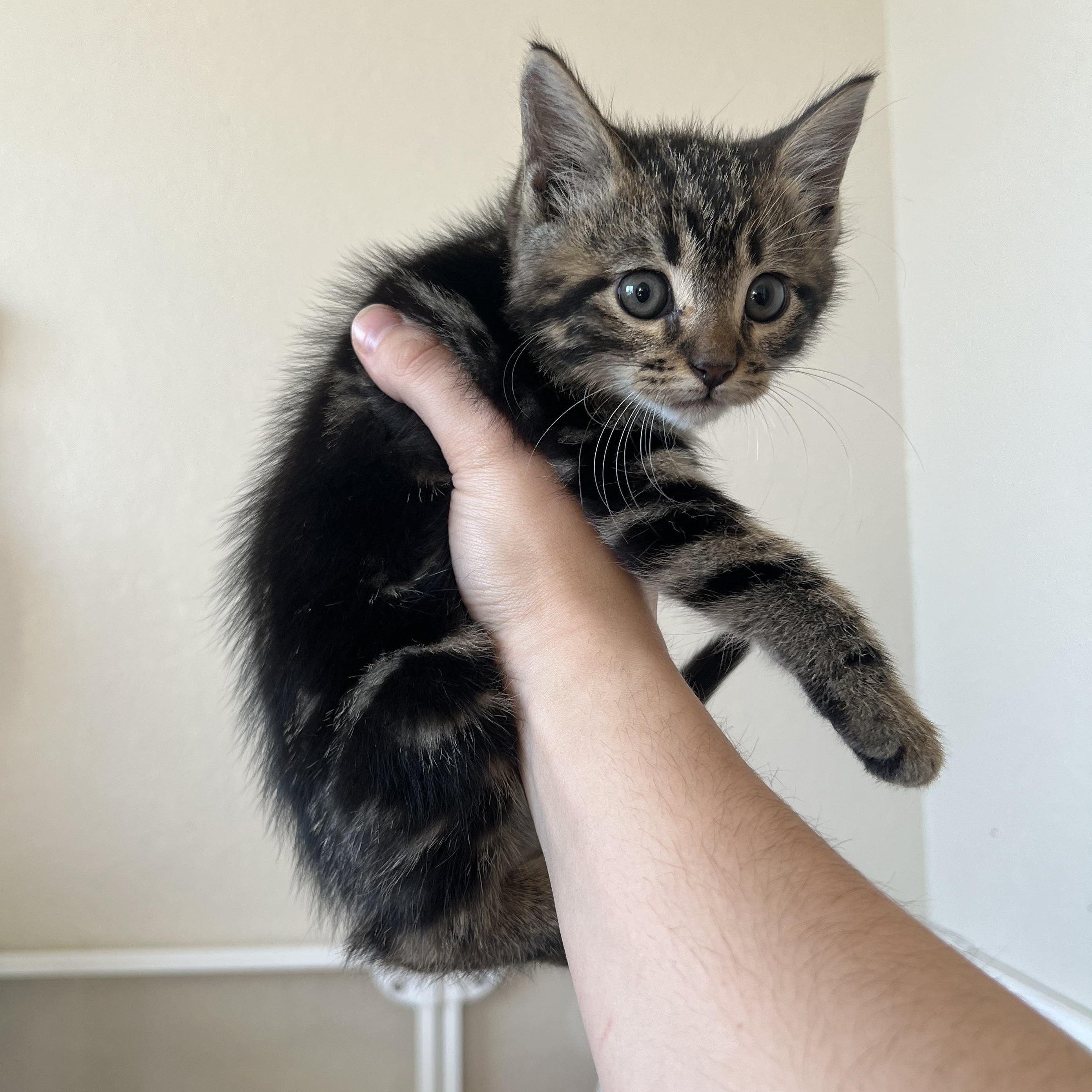 Havarti, a ADOPTABLE Domestic Short Hair in jacksonville, FL image 4/4