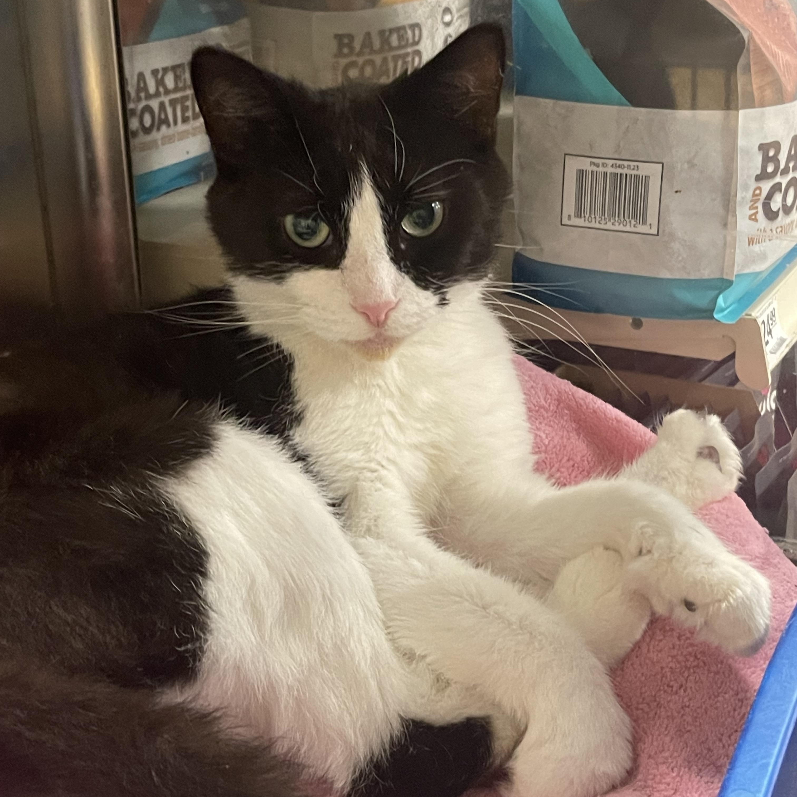 Ivy, Adoptable, Adult Female Domestic Short Hair.