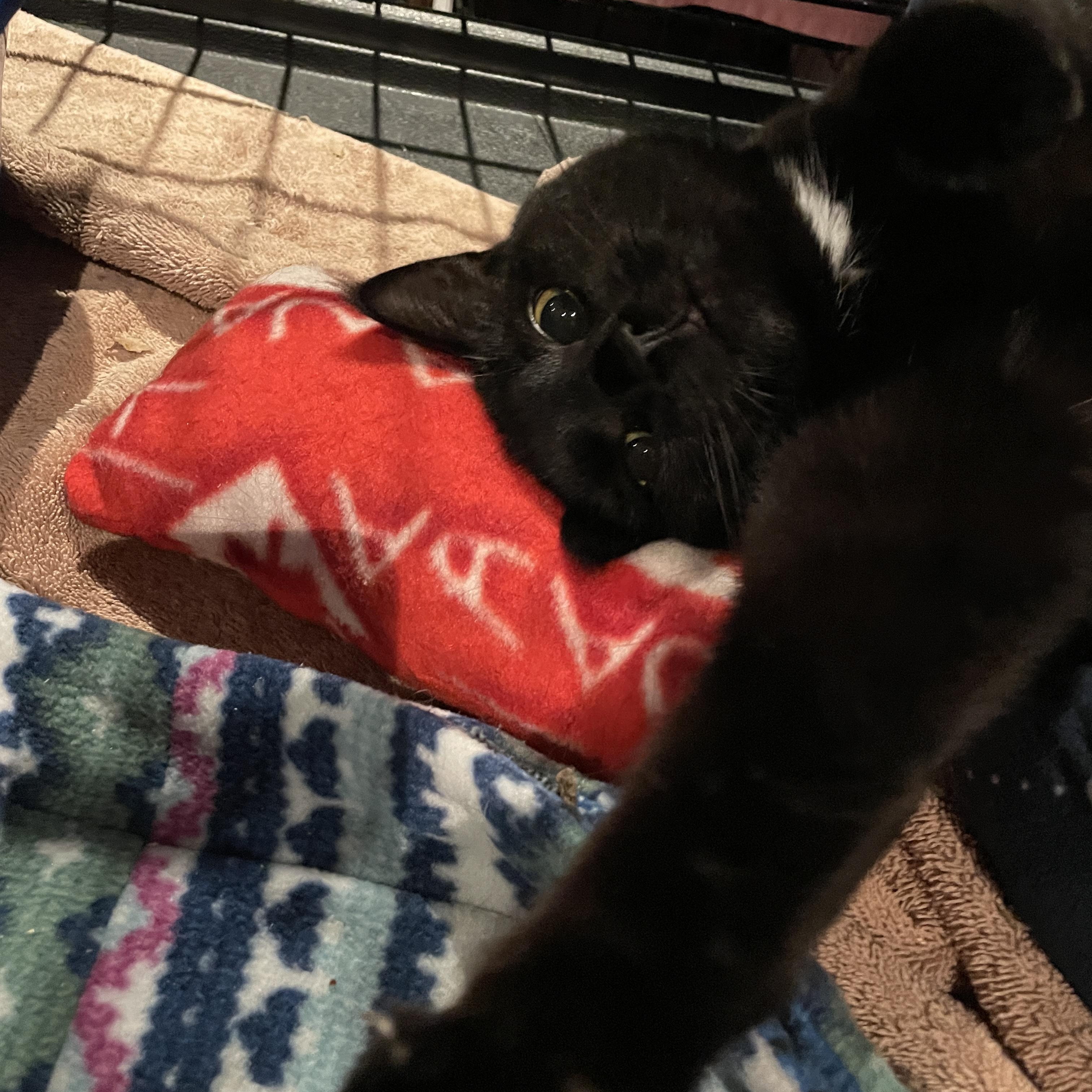 Enlarge Cristina, a ADOPTABLE Domestic Short Hair in Salt Spring Island, BC image 2/4