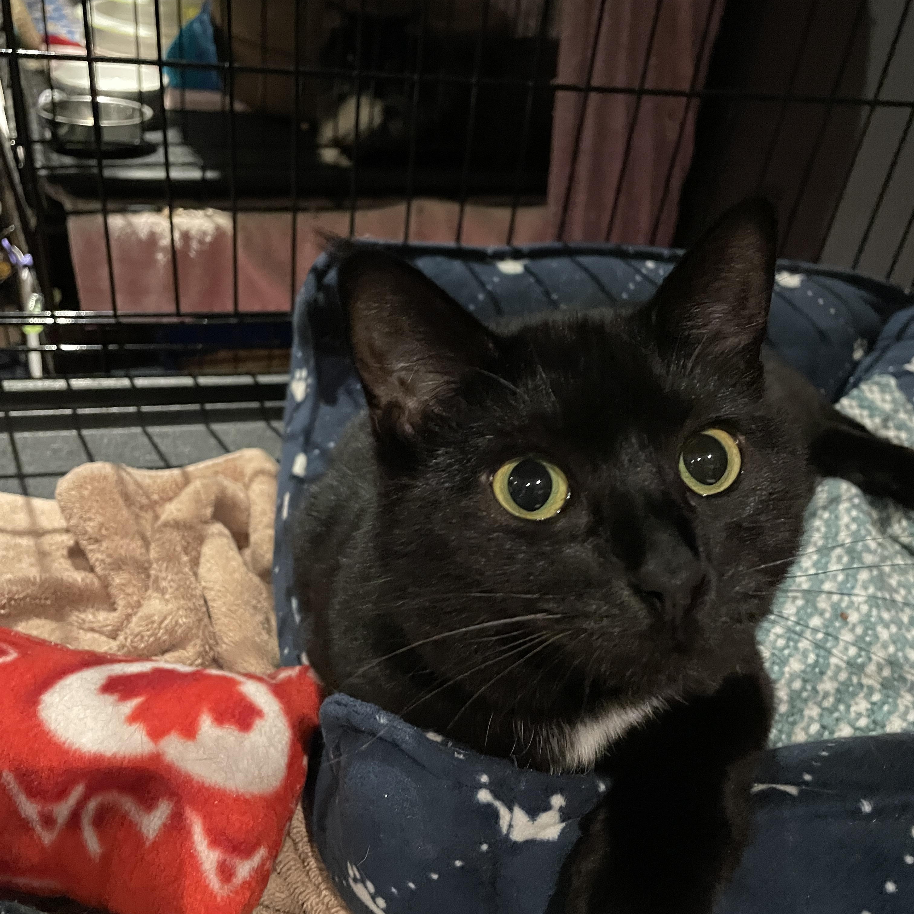 Enlarge Cristina, a ADOPTABLE Domestic Short Hair in Salt Spring Island, BC image 3/4