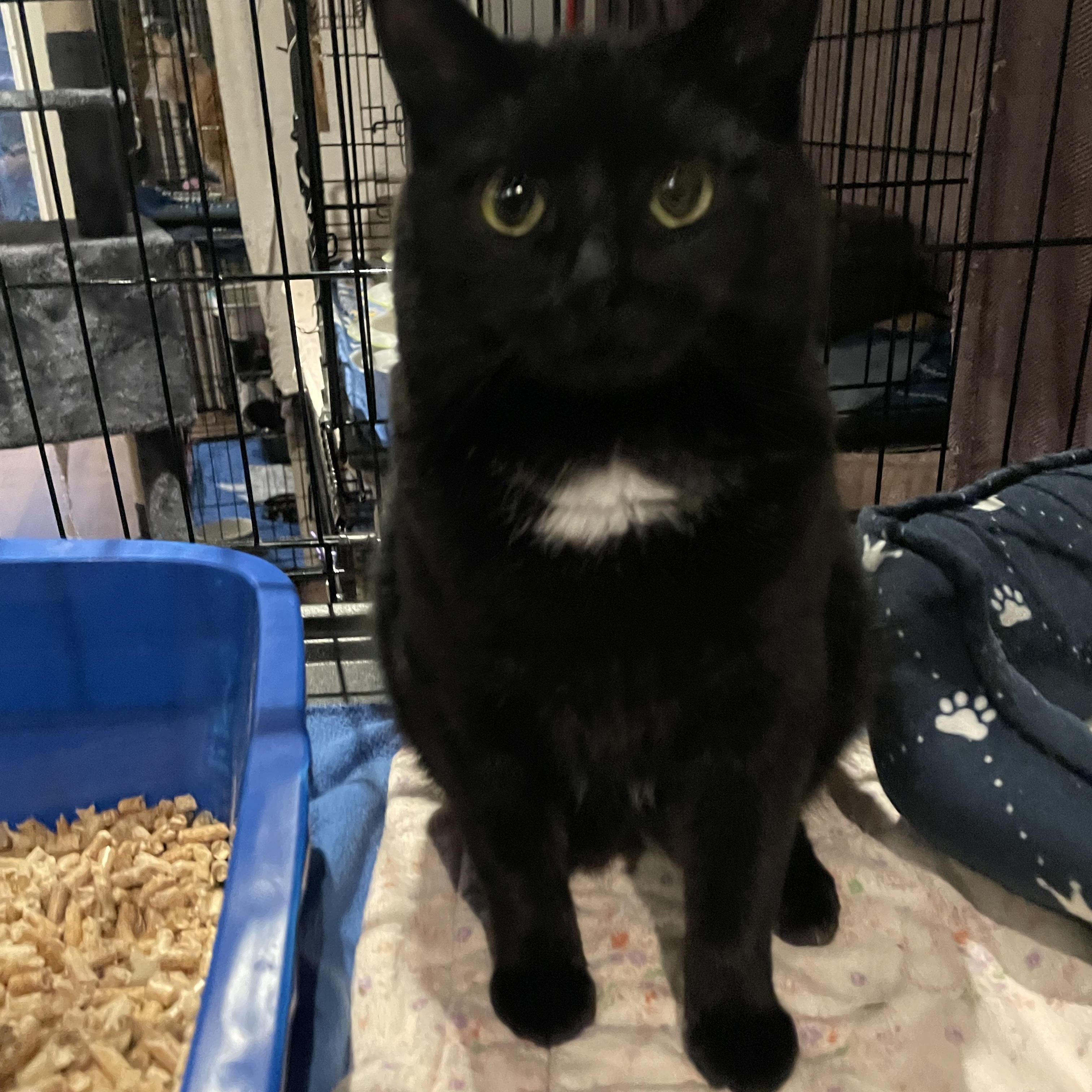 Enlarge Cristina, a ADOPTABLE Domestic Short Hair in Salt Spring Island, BC image 1/4