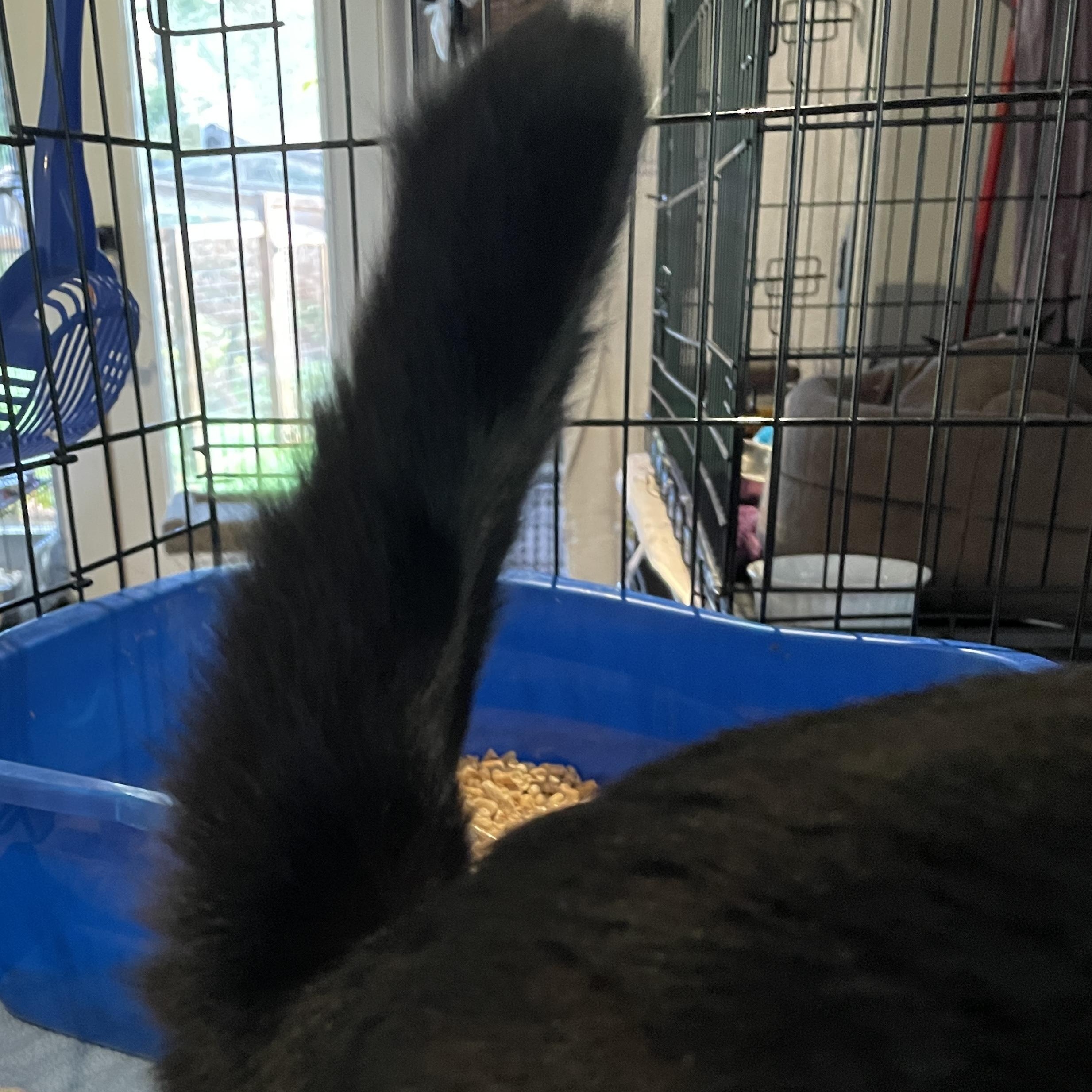 Enlarge Cristina, a ADOPTABLE Domestic Short Hair in Salt Spring Island, BC image 4/4