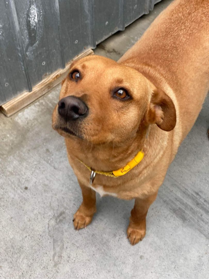 Toby, a Adoptable Carolina Dog in Burke , VA image 1/11