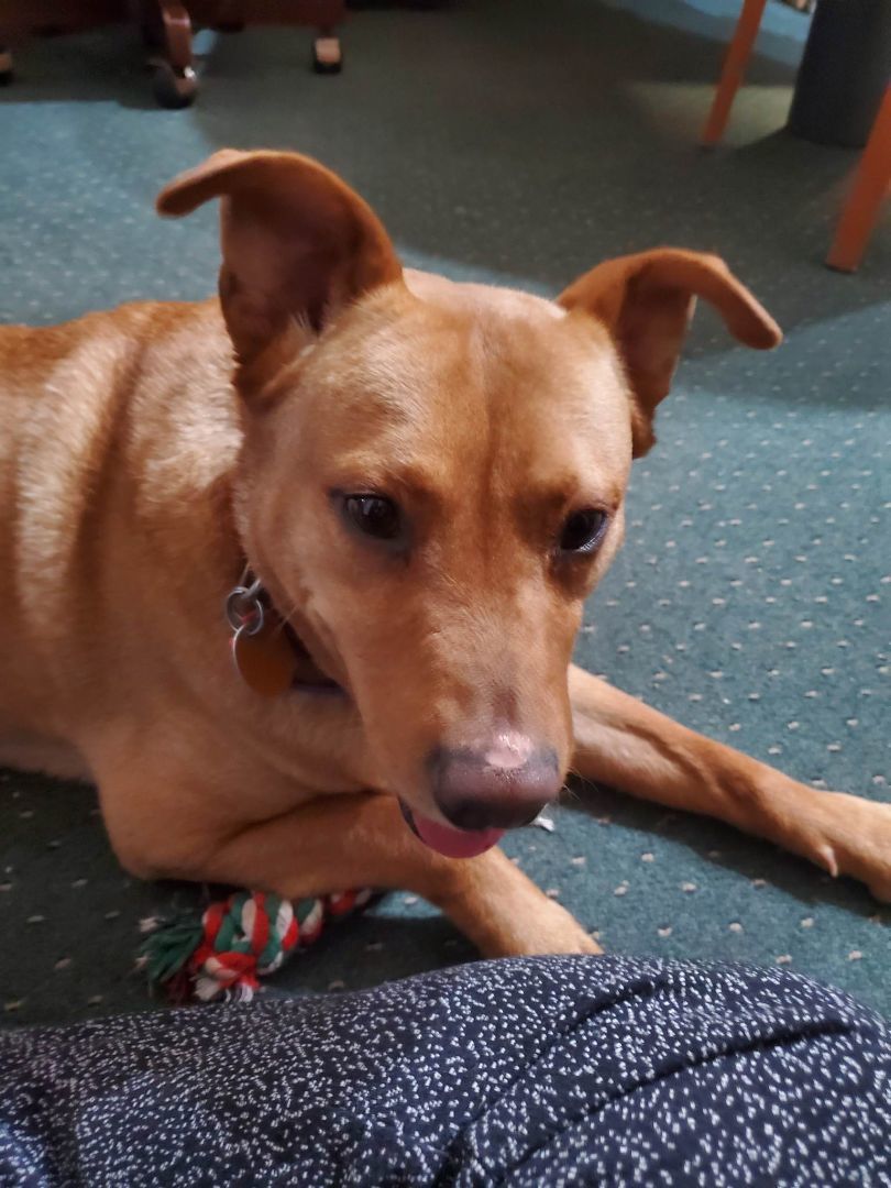 Toby, a Adoptable Carolina Dog in Burke , VA image 2/11