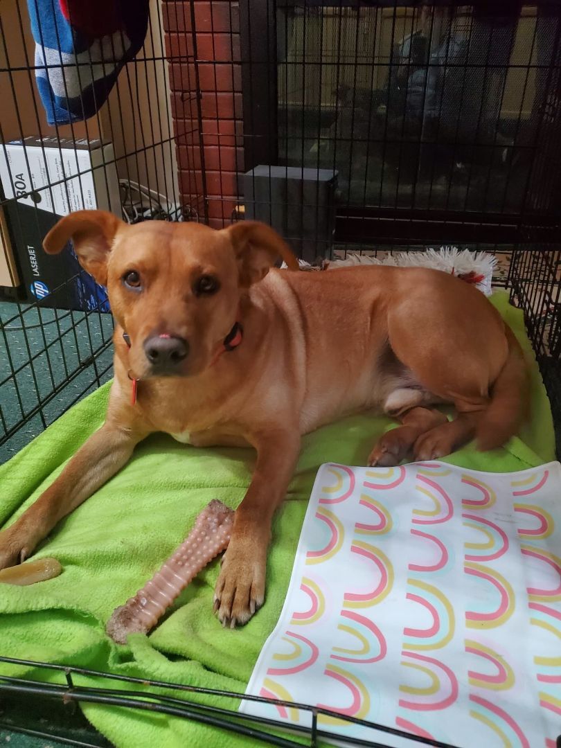 Toby, a Adoptable Carolina Dog in Burke , VA image 3/11