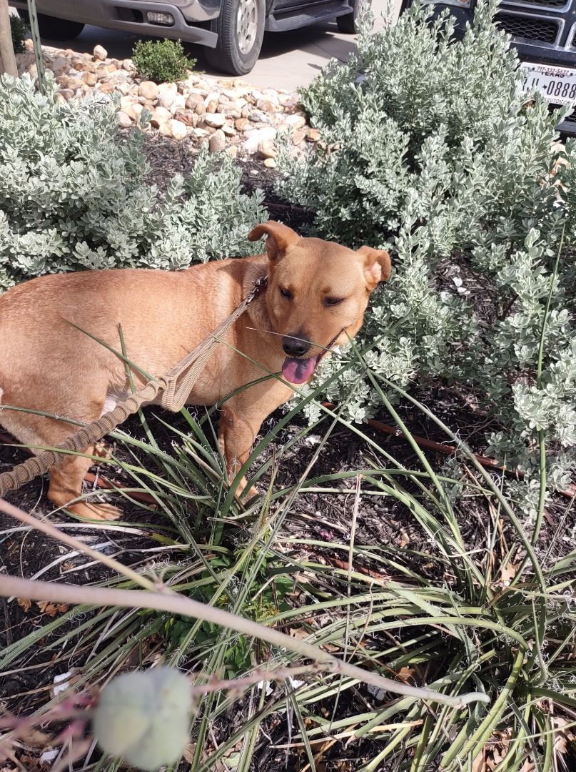 Toby, a Adoptable Carolina Dog in Burke , VA image 4/11