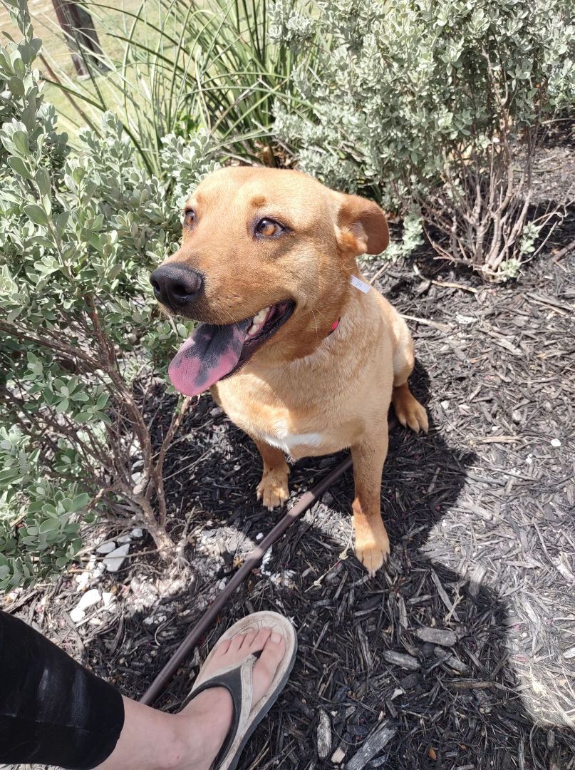 Toby, a Adoptable Carolina Dog in Burke , VA image 5/11