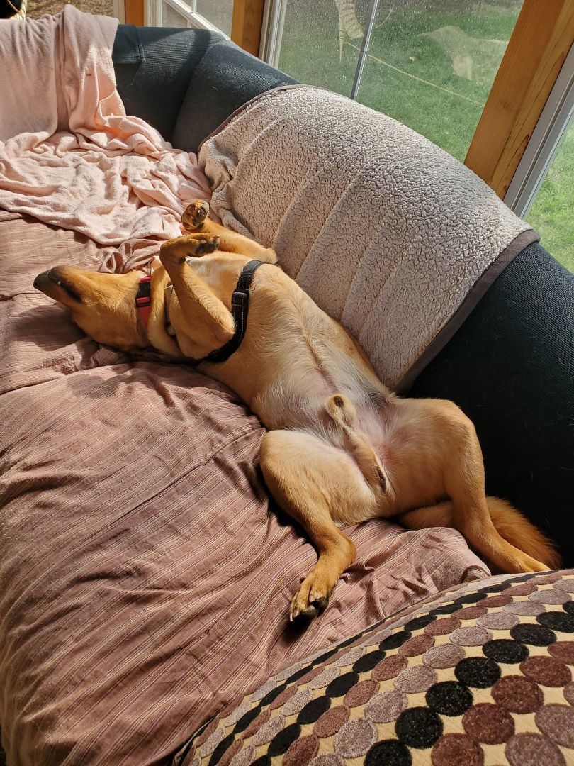 Toby, a Adoptable Carolina Dog in Burke , VA image 6/11