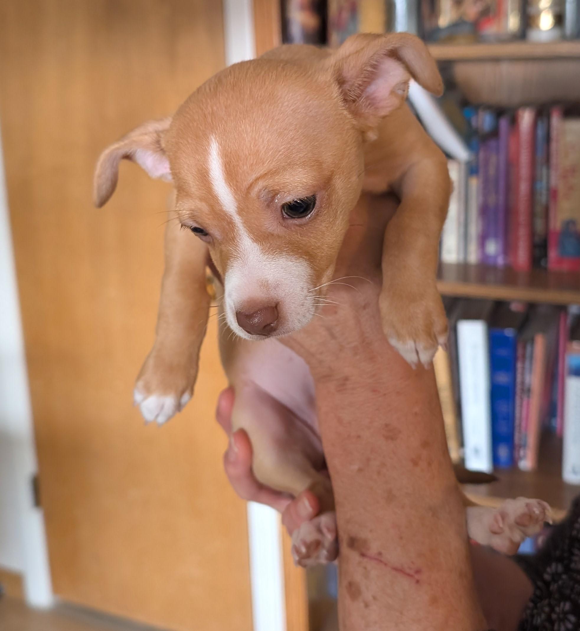 Enlarge Camille - PUPPY, a ADOPTABLE mixed breed in Albuquerque, NM image 1/1