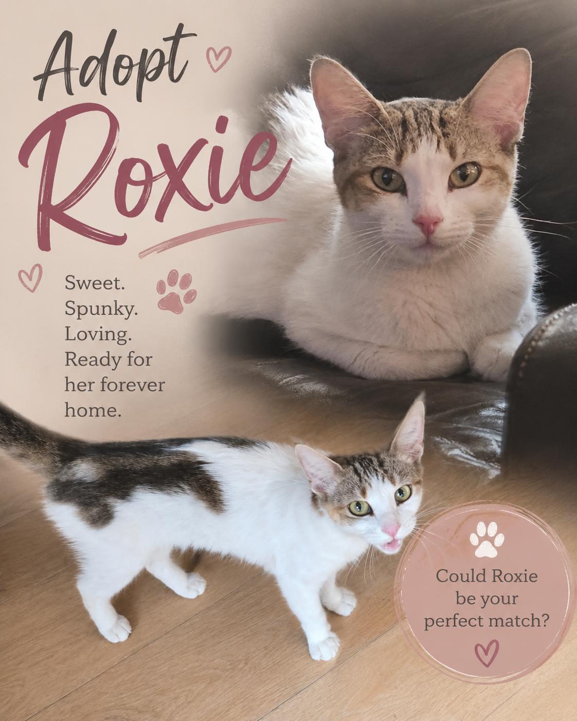 Roxie, Adoptable, Young Female Domestic Short Hair.