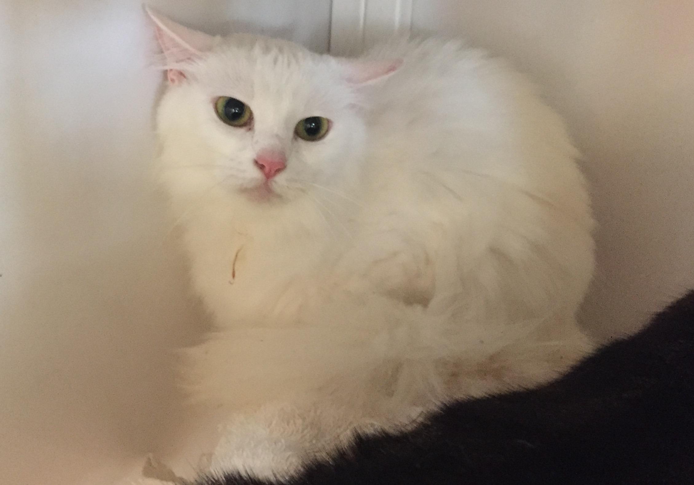 Enlarge Nala, a Adoptable mixed breed in Memphis, TN image 1/6