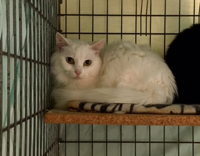 Enlarge Nala, a Adoptable mixed breed in Memphis, TN image 2/6