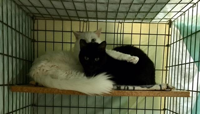 Enlarge Nala, a Adoptable mixed breed in Memphis, TN image 3/6