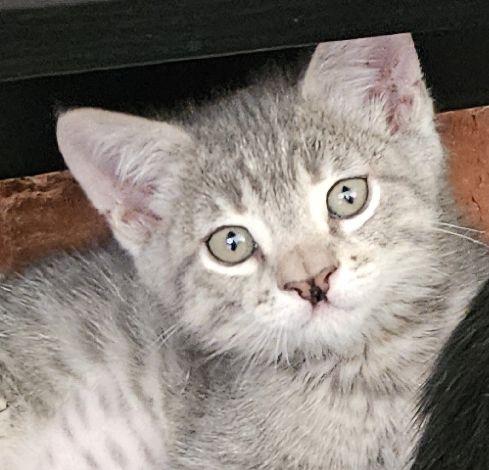 Sutton, adopted, Kitten Male Domestic Short Hair.