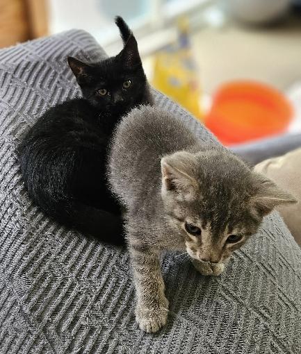 Enlarge Sutton, an adopted Domestic Short Hair in Lafayette, LA image 4/5