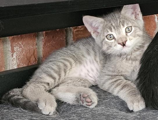 Enlarge Sutton, an adopted Domestic Short Hair in Lafayette, LA image 3/5