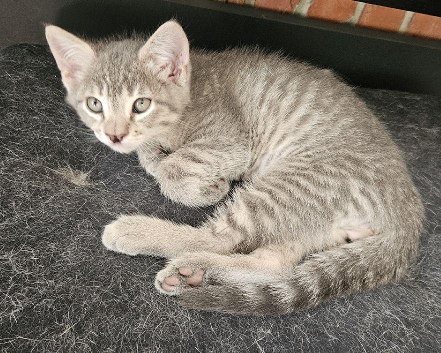 Enlarge Sutton, an adopted Domestic Short Hair in Lafayette, LA image 5/5